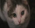 Мой кот