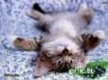 мой котёнок