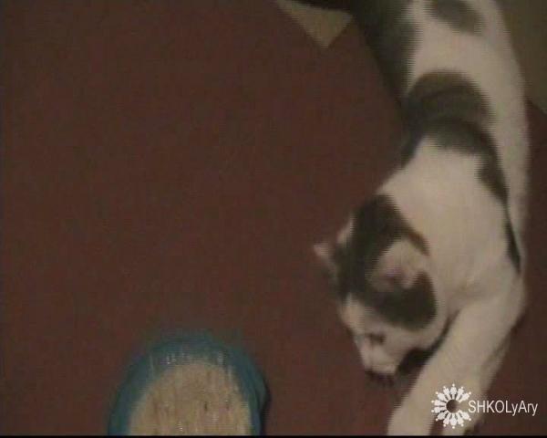 Мой кот