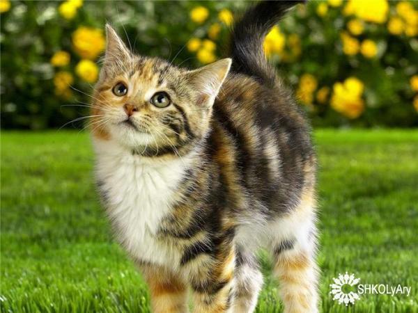 мой котёнок максимильян