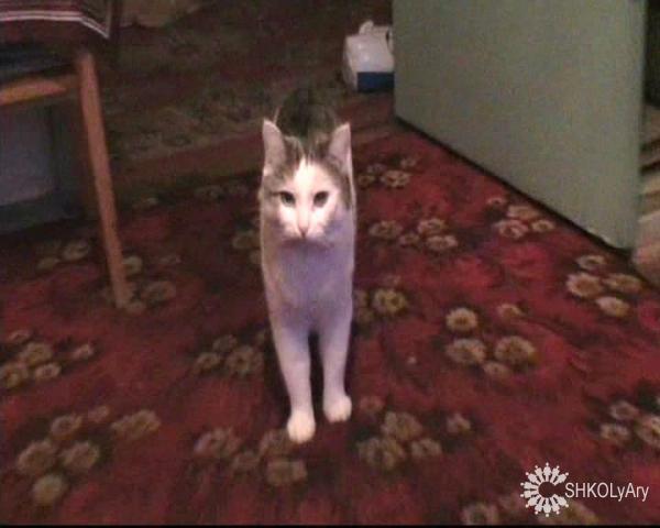 Мой кот