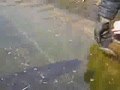 Сам стал наживкой